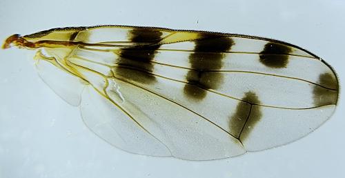 Réf. 299 389 : Ceroxys hortulana